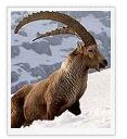 Ibex, Ladakh Wildlife Tours, Wildlife in Ladakh