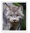 Lynx, Ladakh Wildlife Tours, Wildlife in Ladakh