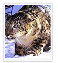 Snow Leopard, Ladakh Wildlife Tours, Wildlife in Ladakh